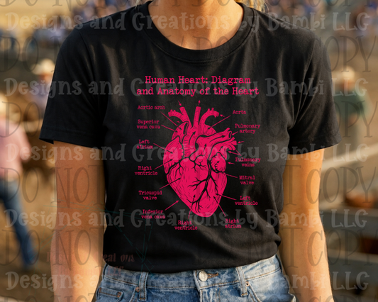Human Heart Diagram and Anatomy of the Heart Bright Pink Font