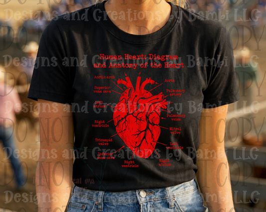 Human Heart Diagram and Anatomy of the Heart Red Font