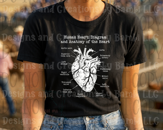 Human Heart Diagram and Anatomy of the Heart White Font